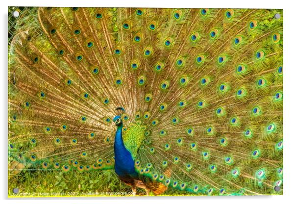 Indian Peacock Full Display Acrylic by Helkoryo Photography