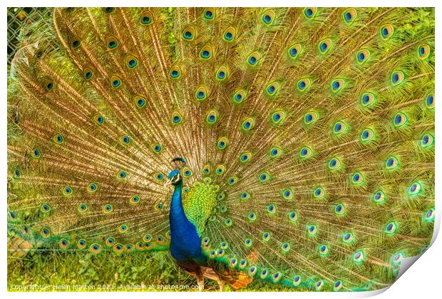 Indian Peacock Full Display Print by Helkoryo Photography