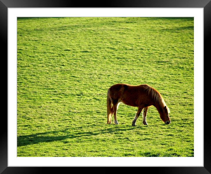Sunlit Horse Framed Mounted Print by Stephen Hamer