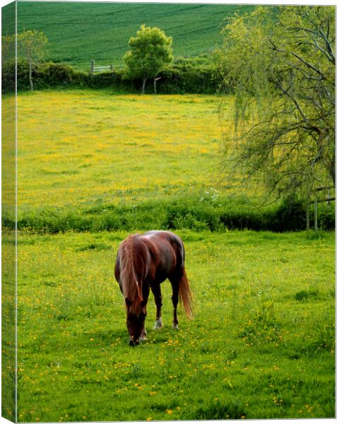 Horse and Dandelion Meadow Canvas Print by Stephen Hamer