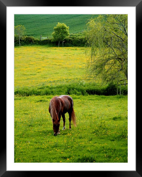 Horse and Dandelion Meadow Framed Mounted Print by Stephen Hamer