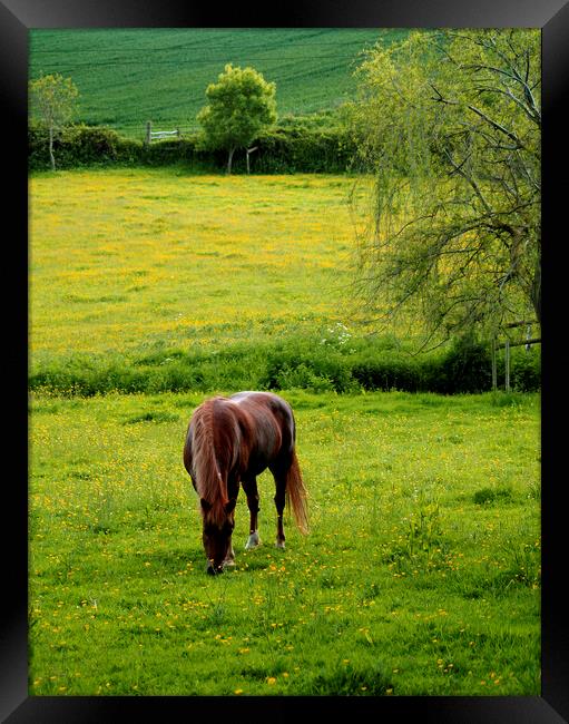 Horse and Dandelion Meadow Framed Print by Stephen Hamer