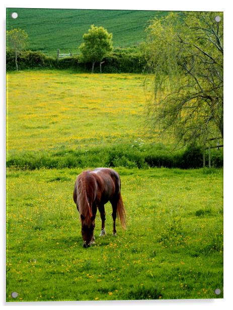 Horse and Dandelion Meadow Acrylic by Stephen Hamer