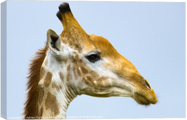Old giraffe bull (Giraffa camelopardalis), Kraalkop Nature Reserve, North West, South Africa. Canvas Print by Adrian Turnbull-Kemp