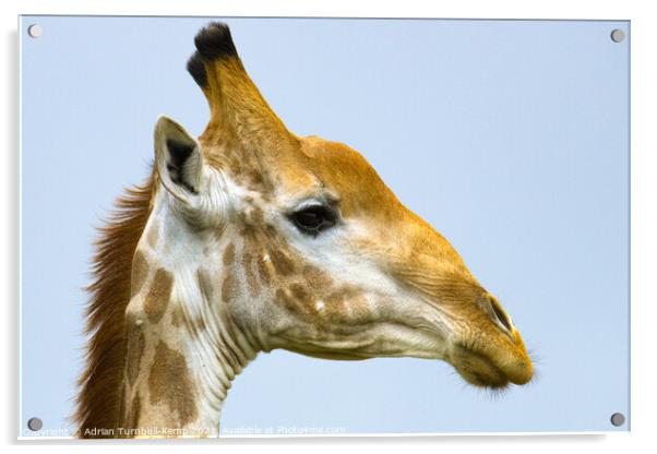 Old giraffe bull (Giraffa camelopardalis), Kraalkop Nature Reserve, North West, South Africa. Acrylic by Adrian Turnbull-Kemp