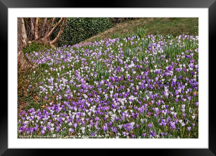 Spring Crocuses Framed Mounted Print by Martyn Arnold