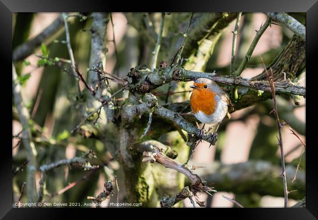 Robin in the hedge Framed Print by Ben Delves