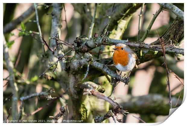 Robin in the hedge Print by Ben Delves