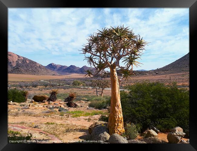 Lone tree aloe (Aloidendron dichotomum), Goegap Nature Reserve, Springbok, South Africa Framed Print by Adrian Turnbull-Kemp
