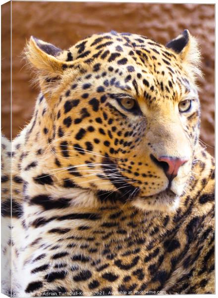 Irritable leopard (Panthera pardus), Hartbeespoort, Gauteng, South Africa Canvas Print by Adrian Turnbull-Kemp