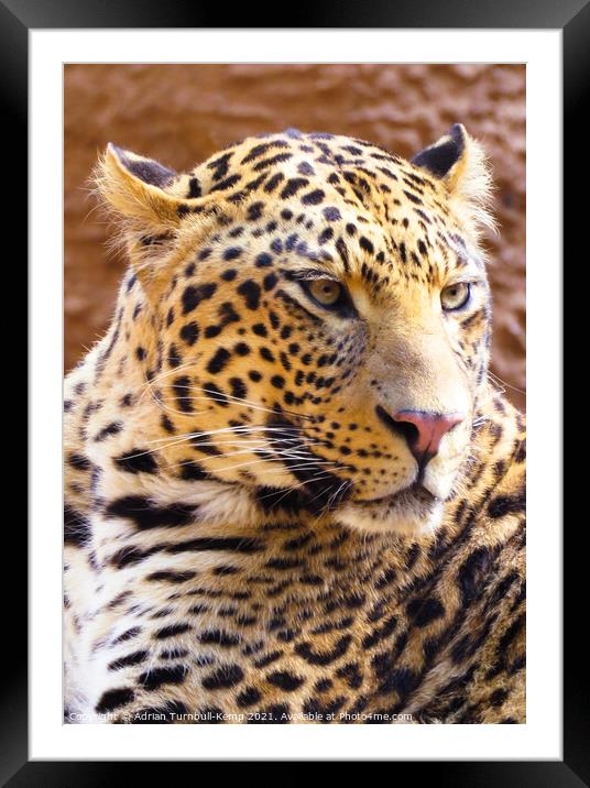 Irritable leopard (Panthera pardus), Hartbeespoort, Gauteng, South Africa Framed Mounted Print by Adrian Turnbull-Kemp