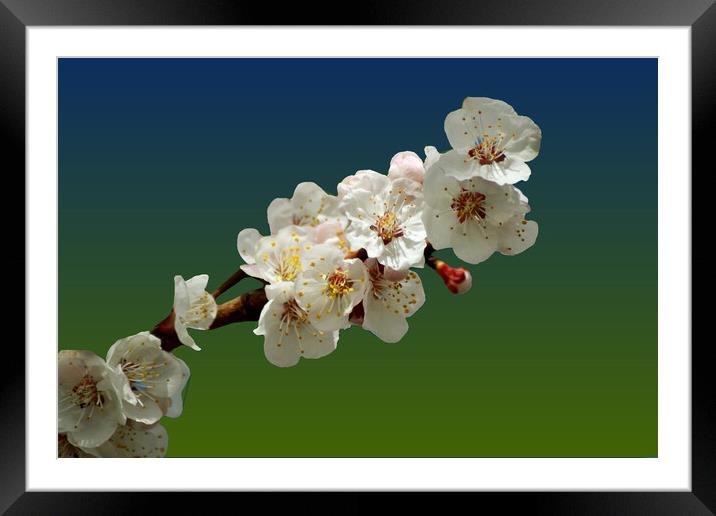 Apricot blossoms in the fresh spring air Framed Mounted Print by liviu iordache