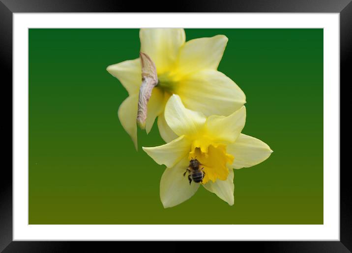 Yellow snowdrops in the fresh spring air Framed Mounted Print by liviu iordache