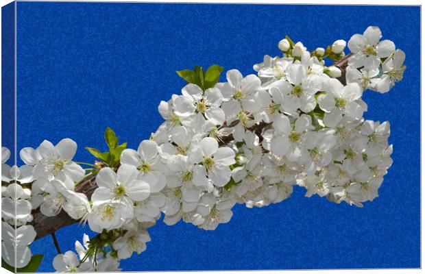 Cherry blossoms clinging to the blue sky Canvas Print by liviu iordache