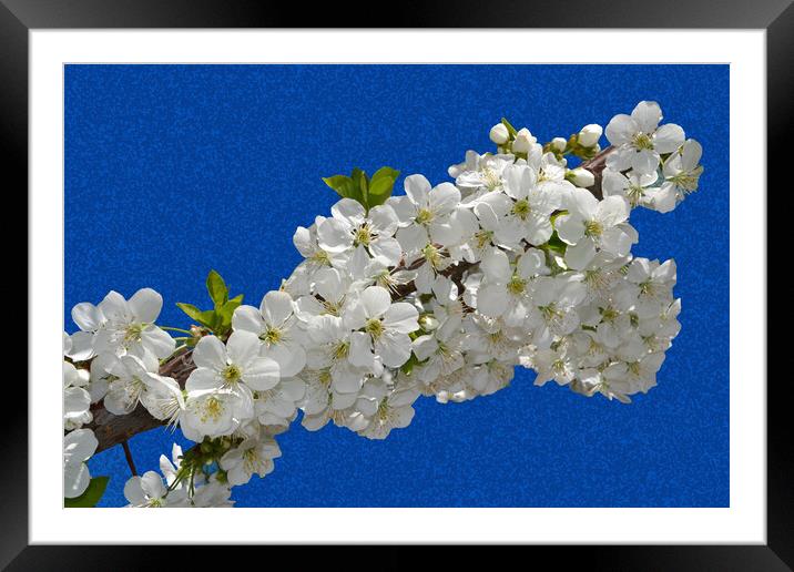 Cherry blossoms clinging to the blue sky Framed Mounted Print by liviu iordache