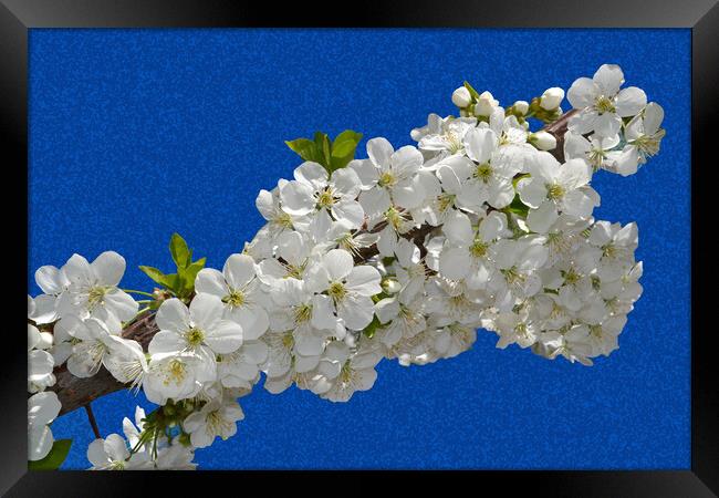 Cherry blossoms clinging to the blue sky Framed Print by liviu iordache