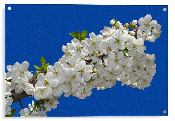 Cherry blossoms clinging to the blue sky Acrylic by liviu iordache