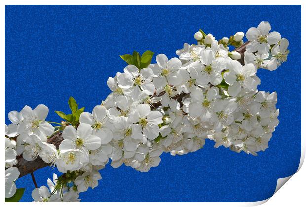 Cherry blossoms clinging to the blue sky Print by liviu iordache