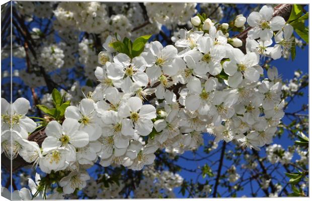 Spring picture with blossoming cherry branches Canvas Print by liviu iordache