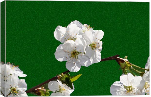 Flowering cherry branches on a stylized green back Canvas Print by liviu iordache