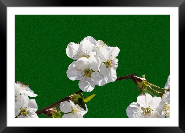 Flowering cherry branches on a stylized green back Framed Mounted Print by liviu iordache