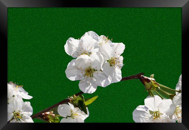 Flowering cherry branches on a stylized green back Framed Print by liviu iordache