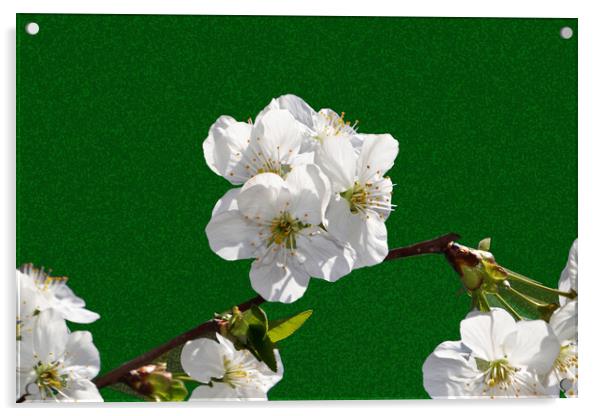 Flowering cherry branches on a stylized green back Acrylic by liviu iordache