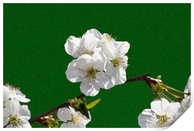Flowering cherry branches on a stylized green back Print by liviu iordache