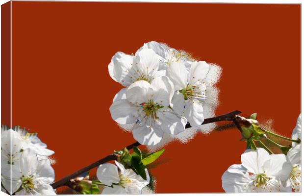 Flowering cherry branches on a stylized red backgr Canvas Print by liviu iordache