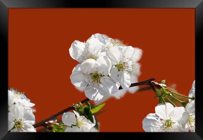 Flowering cherry branches on a stylized red backgr Framed Print by liviu iordache