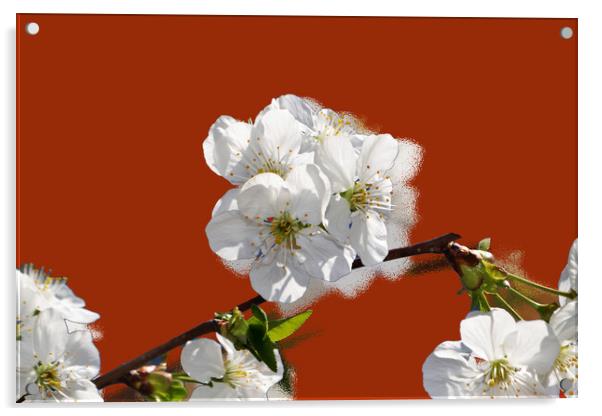 Flowering cherry branches on a stylized red backgr Acrylic by liviu iordache