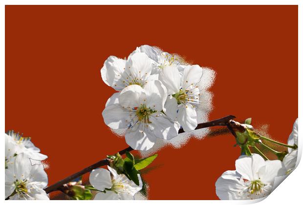 Flowering cherry branches on a stylized red backgr Print by liviu iordache