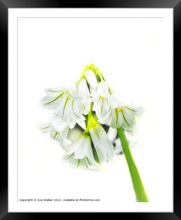 Pretty white flower Framed Mounted Print by Sue Walker