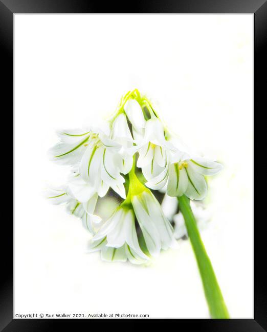 Pretty white flower Framed Print by Sue Walker
