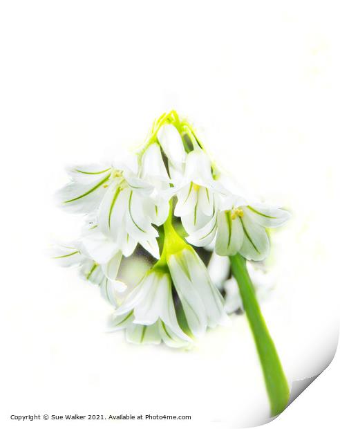 Pretty white flower Print by Sue Walker