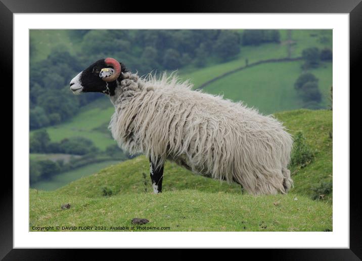 Moorland Sheep Framed Mounted Print by DAVID FLORY