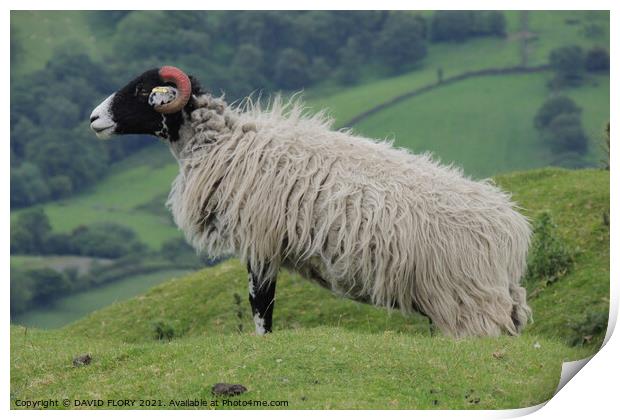 Moorland Sheep Print by DAVID FLORY