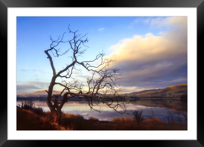 Old Tree Lake Bassenthwaite, Cumbria, UK Framed Mounted Print by Maggie McCall