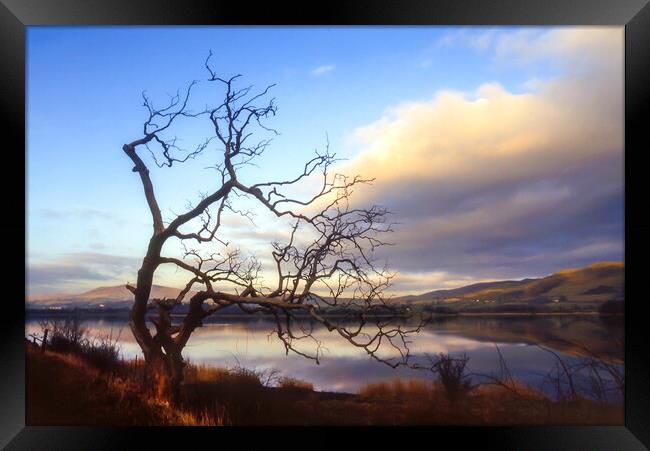 Old Tree Lake Bassenthwaite, Cumbria, UK Framed Print by Maggie McCall