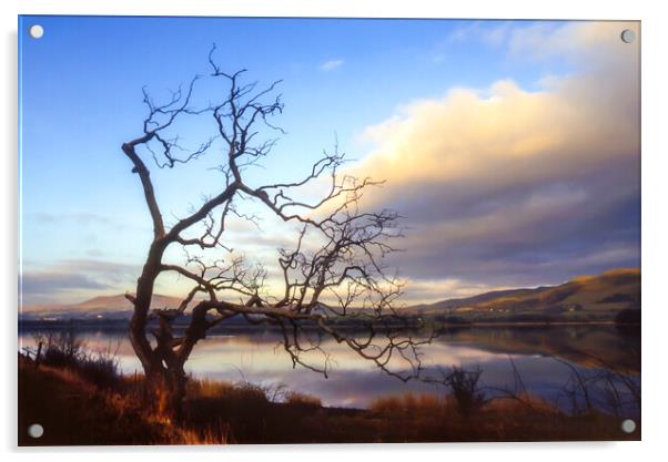 Old Tree Lake Bassenthwaite, Cumbria, UK Acrylic by Maggie McCall
