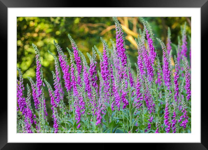 Enchanting Foxgloves Framed Mounted Print by Simon Marlow