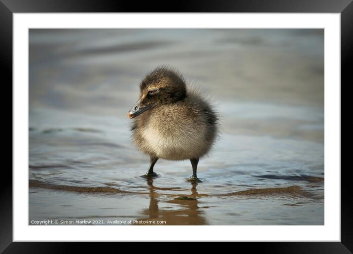 Adorable Eider Duck Chick Framed Mounted Print by Simon Marlow