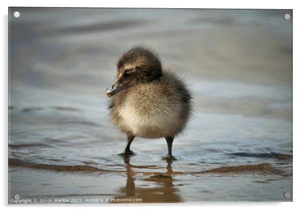 Adorable Eider Duck Chick Acrylic by Simon Marlow