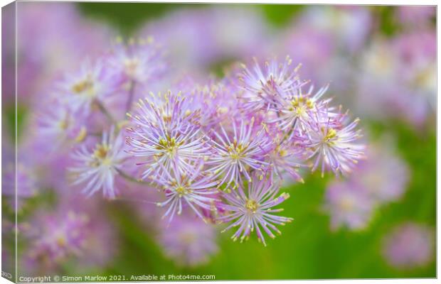 Meadow Rue Canvas Print by Simon Marlow