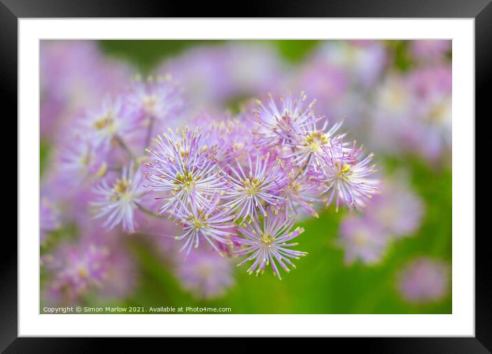 Meadow Rue Framed Mounted Print by Simon Marlow