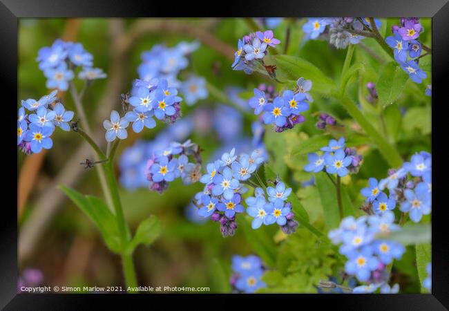 Enchanting Blue Blossoms Framed Print by Simon Marlow