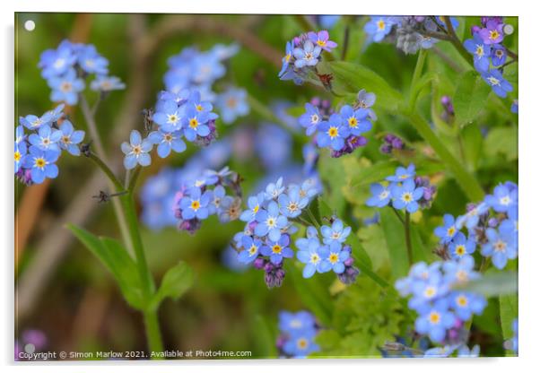 Enchanting Blue Blossoms Acrylic by Simon Marlow