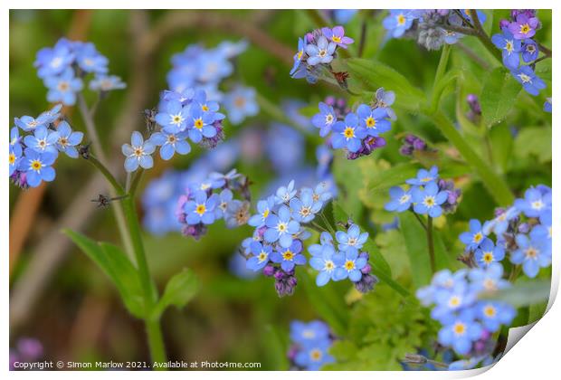 Enchanting Blue Blossoms Print by Simon Marlow