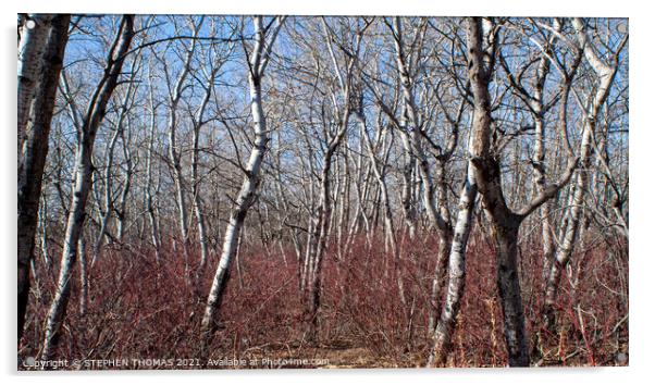 Poplar Forest In March Acrylic by STEPHEN THOMAS