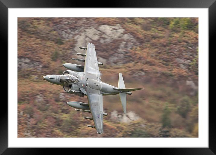 Harrier at Corris Framed Mounted Print by Rory Trappe
